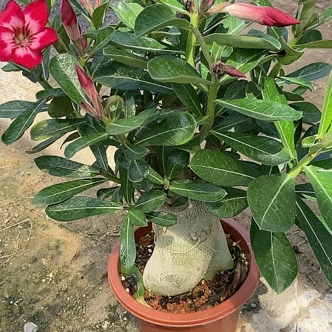 【闪购商品】无花朵惬*