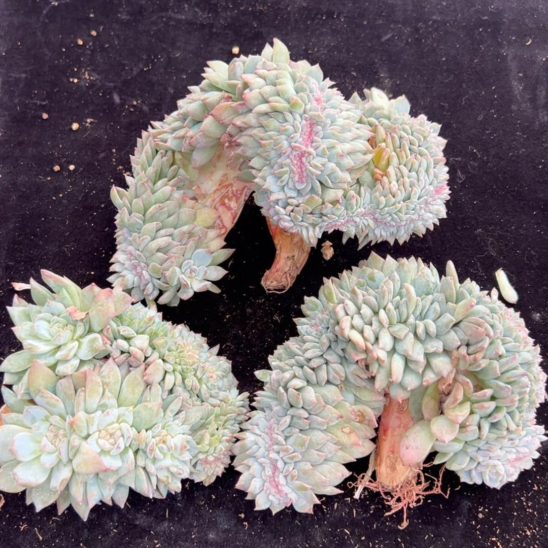 水蜜桃 新年 新年快乐 新年快乐