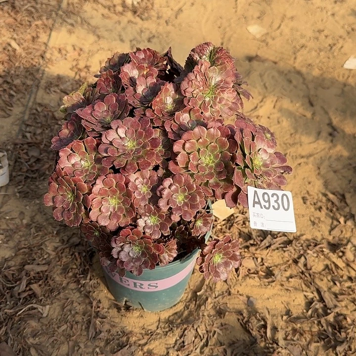 930铜壶朵朵一颗有伤满28包邮