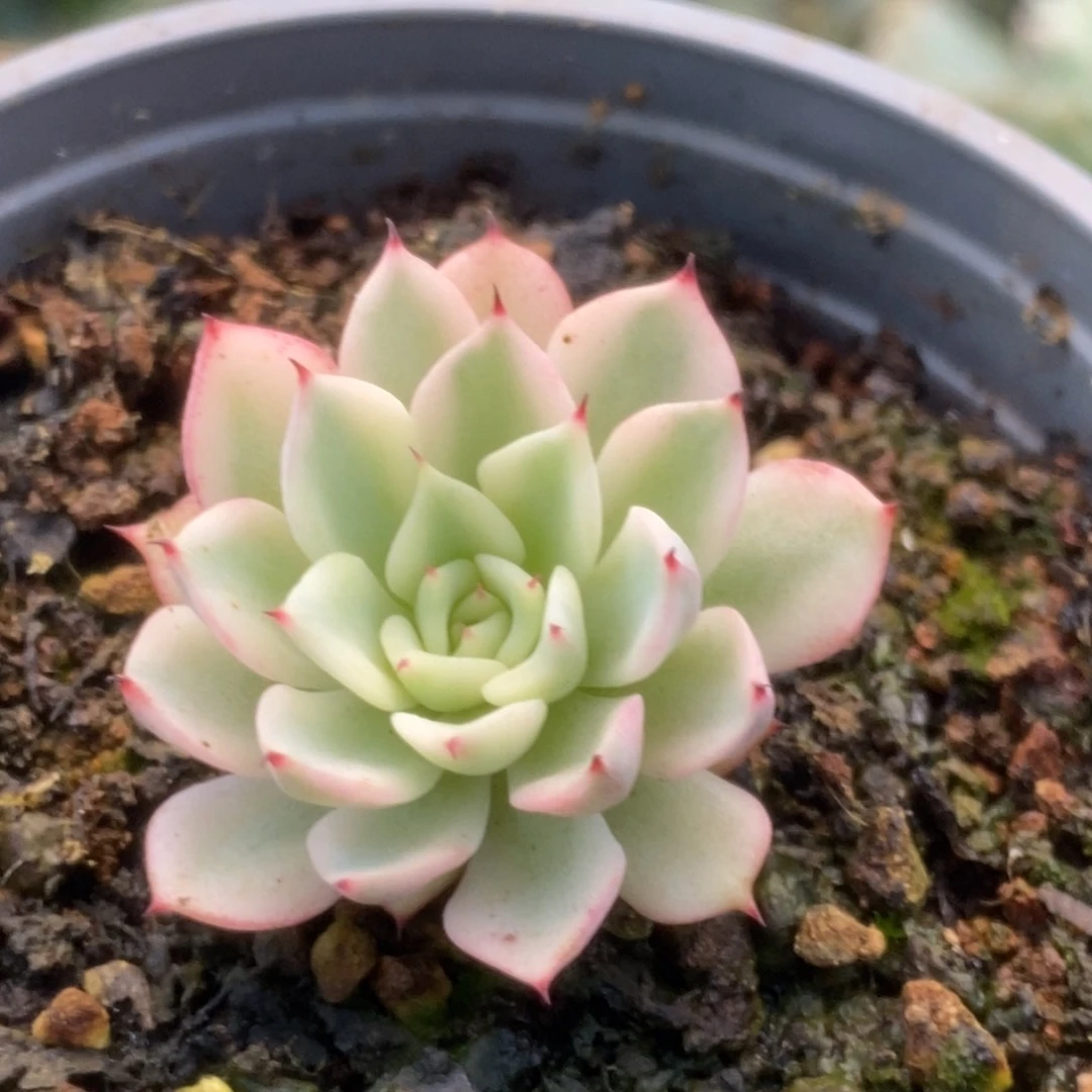 205吉尔巴玫瑰锦锦锦锦
