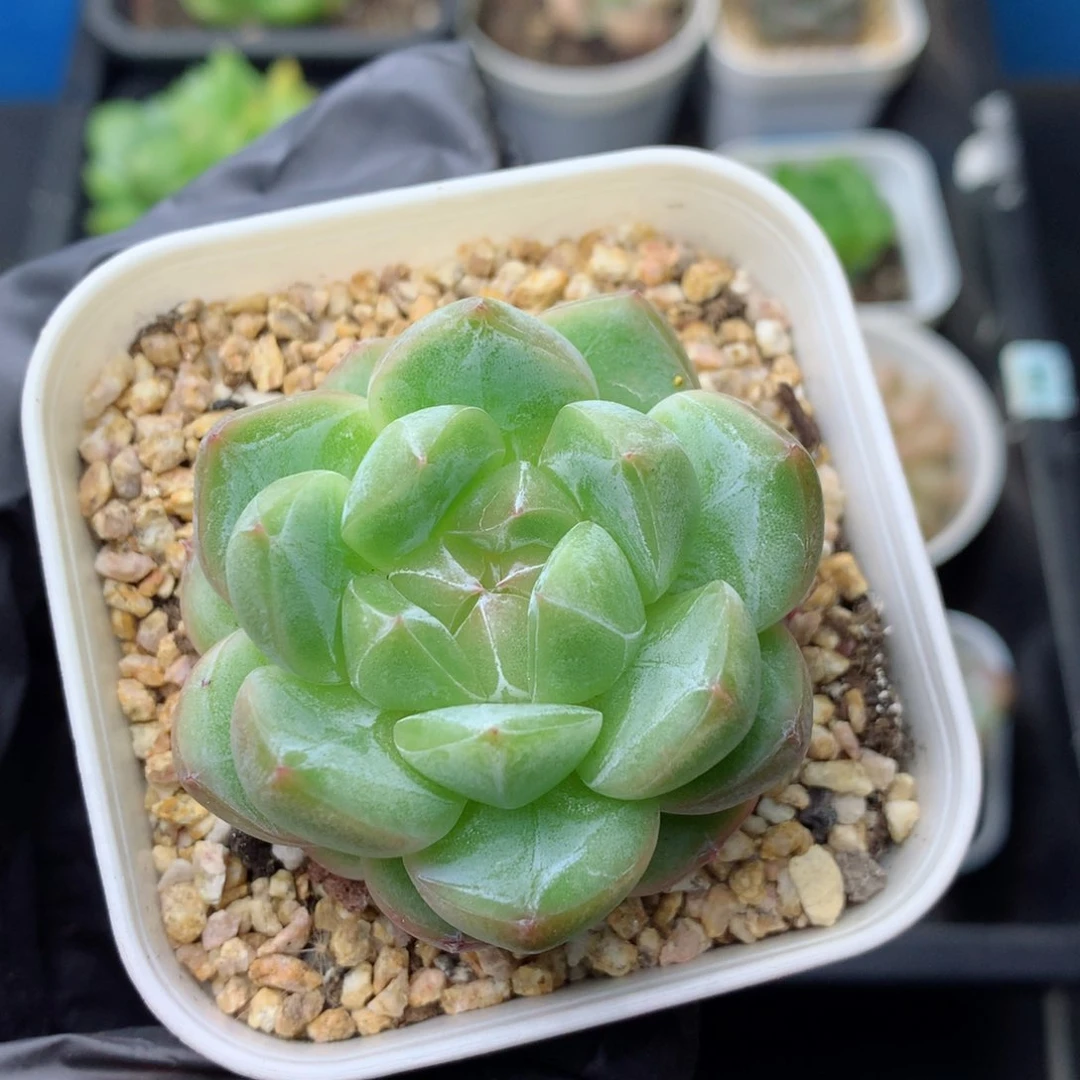 58包邮  群生不包整 45