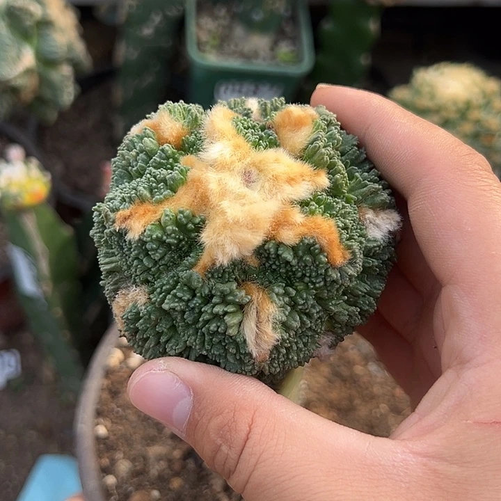 7.7苗接哥斯拉牡丹仙人球778