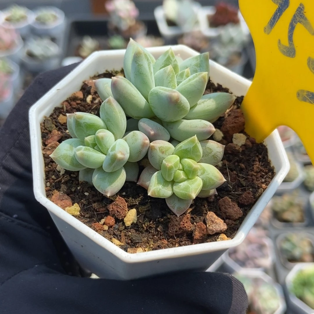 953伊丽莎白多肉植物保护