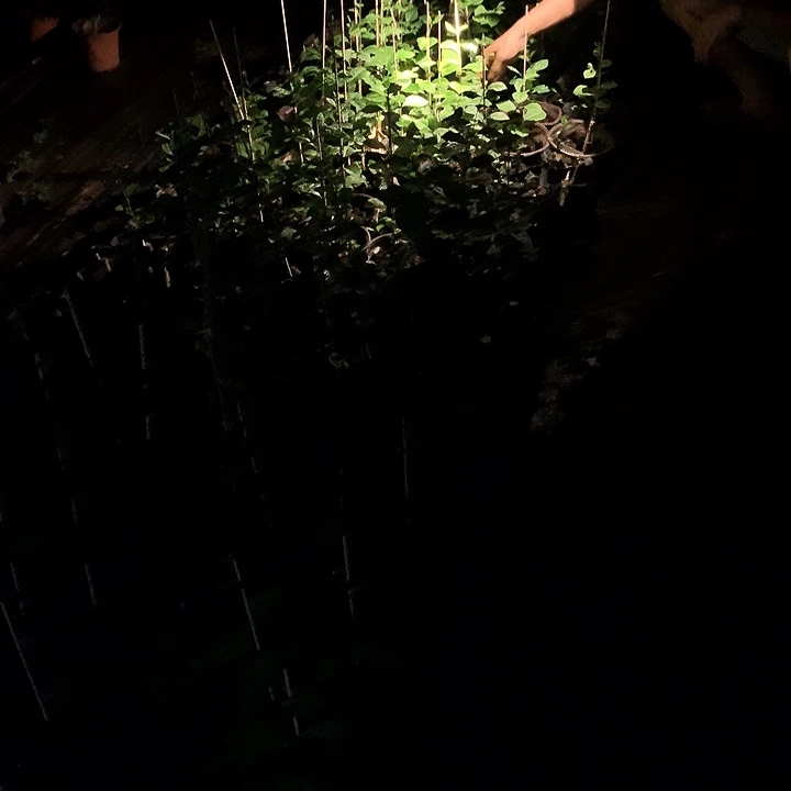 无花朵红灯老鸦柿39