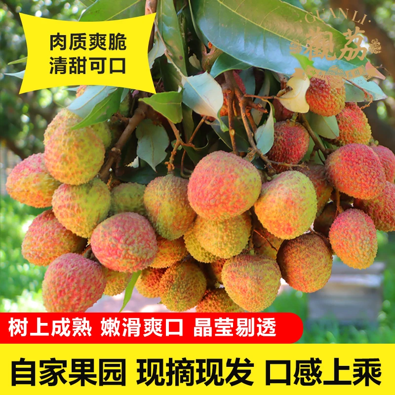 【香甜爆汁】妃子笑荔枝 当季新鲜鲜果  现摘现发 核小肉厚  不泡水