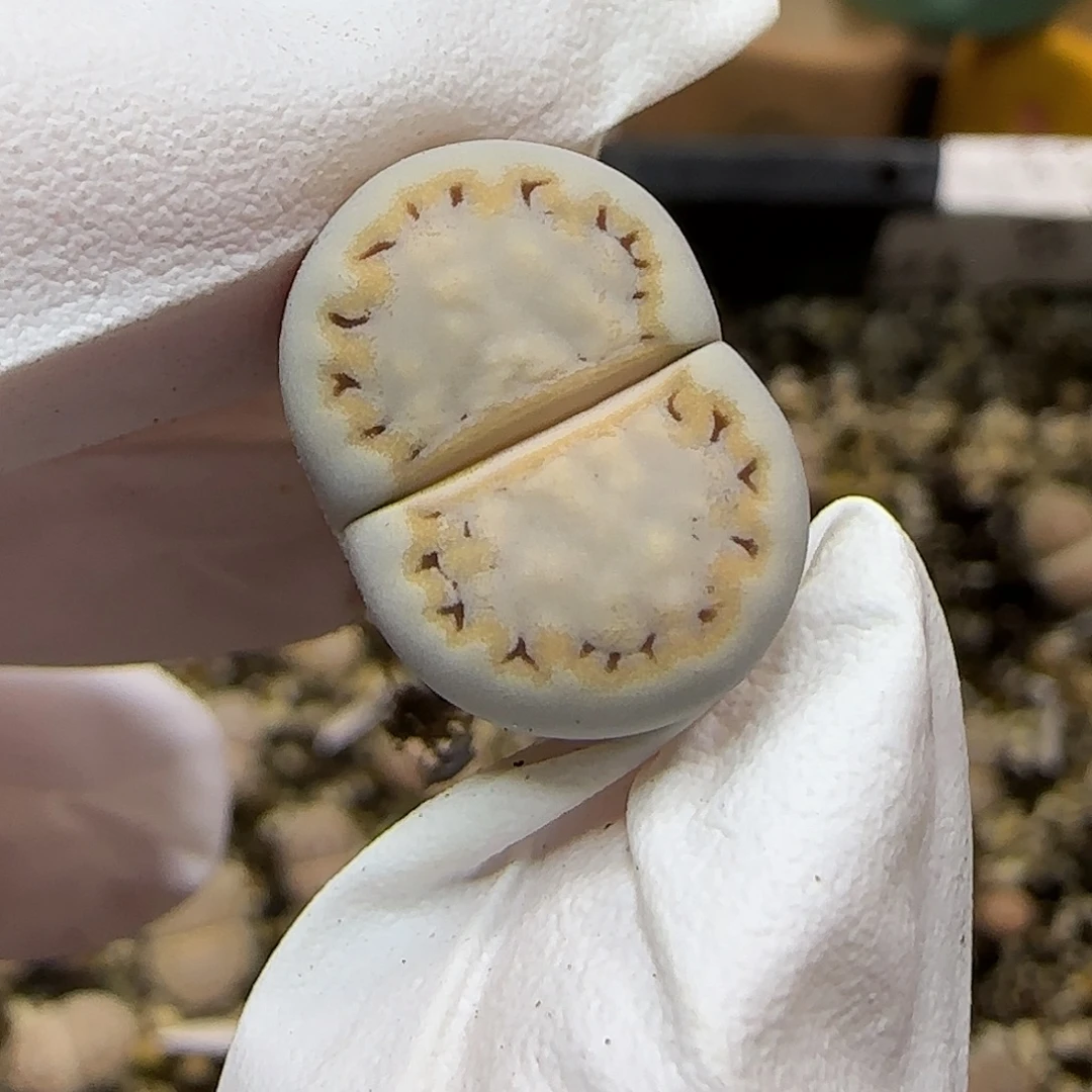 11.20.c216饼干.9025尺寸1.6cm