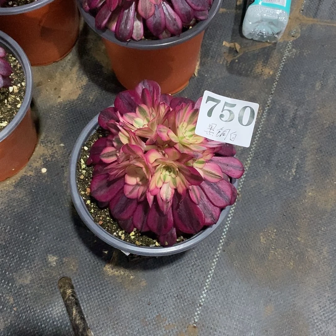 一****世黑铜白750多肉法师