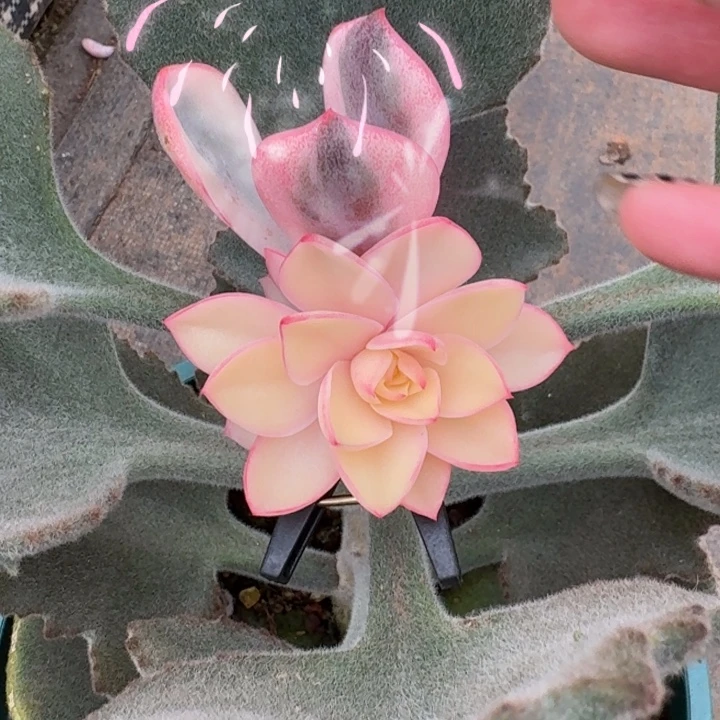 赫拉一物一拍好看