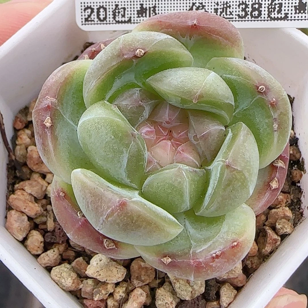 多肉0914-423福利