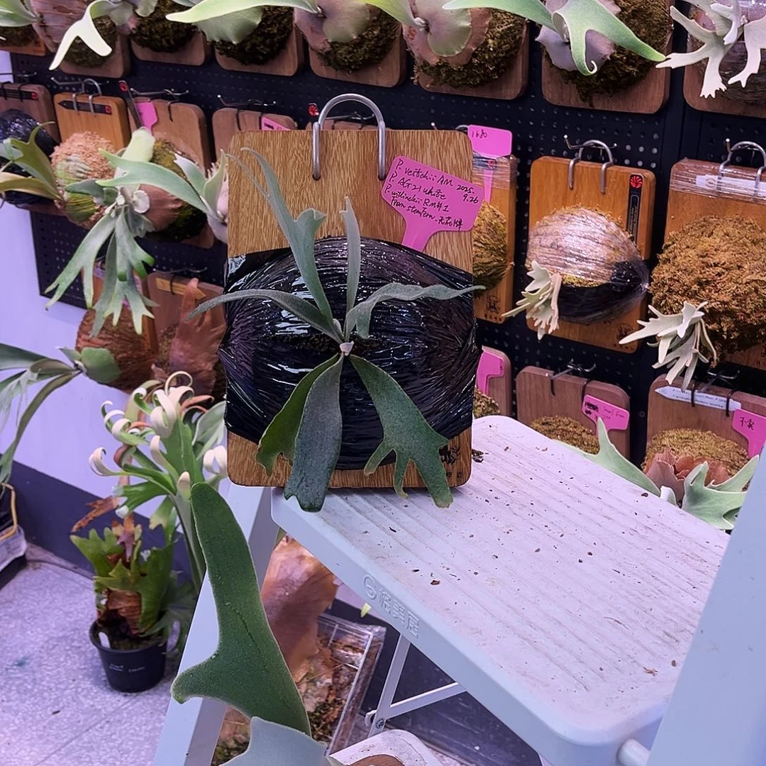 sf am x ag21 x rm1 无原牌