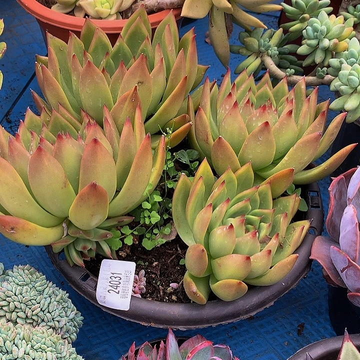 简***心弗兰克24031多肉多肉