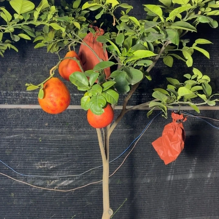 泡***鱼完全开放一物一拍