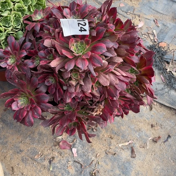 多肉安纳法师124