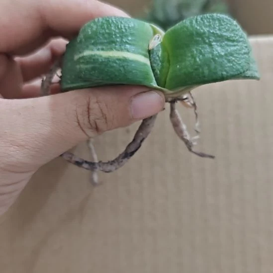 一物一拍，实生卧牛锦！
