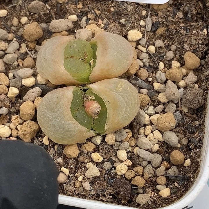 D**肉桃喜花园0305-37风铃