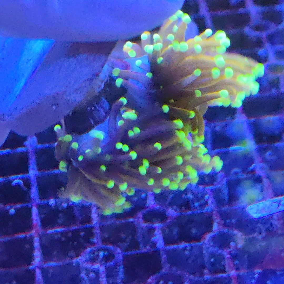 珊瑚不支持退货不到付不包邮接受下单