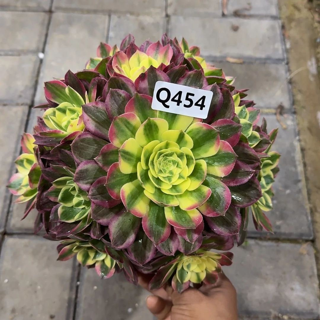 454海鲜33冠服20左右