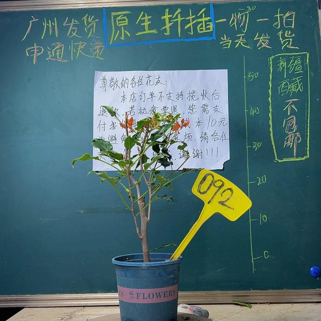 当前无花栽培后可以开花 橙美人，092