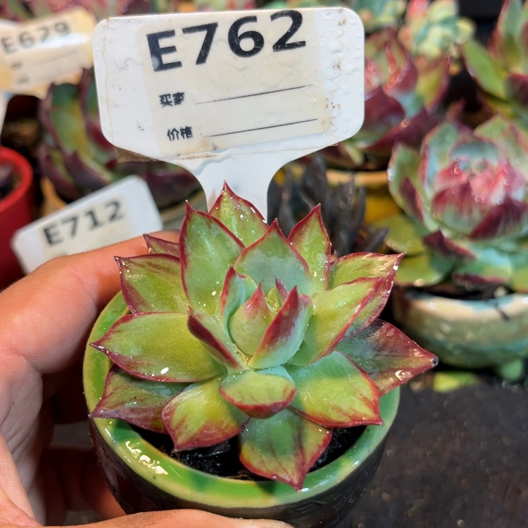 惊鸿一瞥多肉植物762