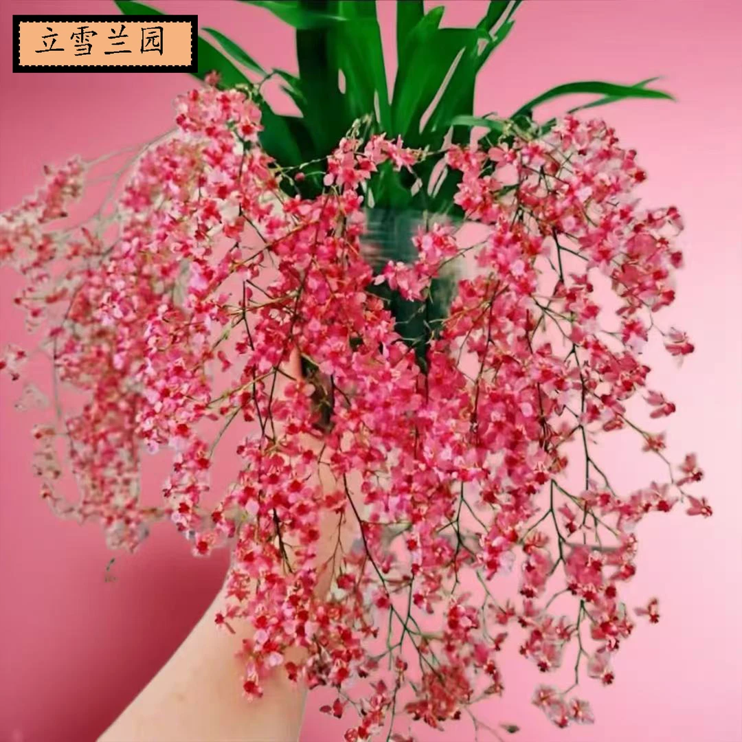 爆款热销香水文心兰盆栽带花苞浓香精品梦香兰室内阳台客厅花卉