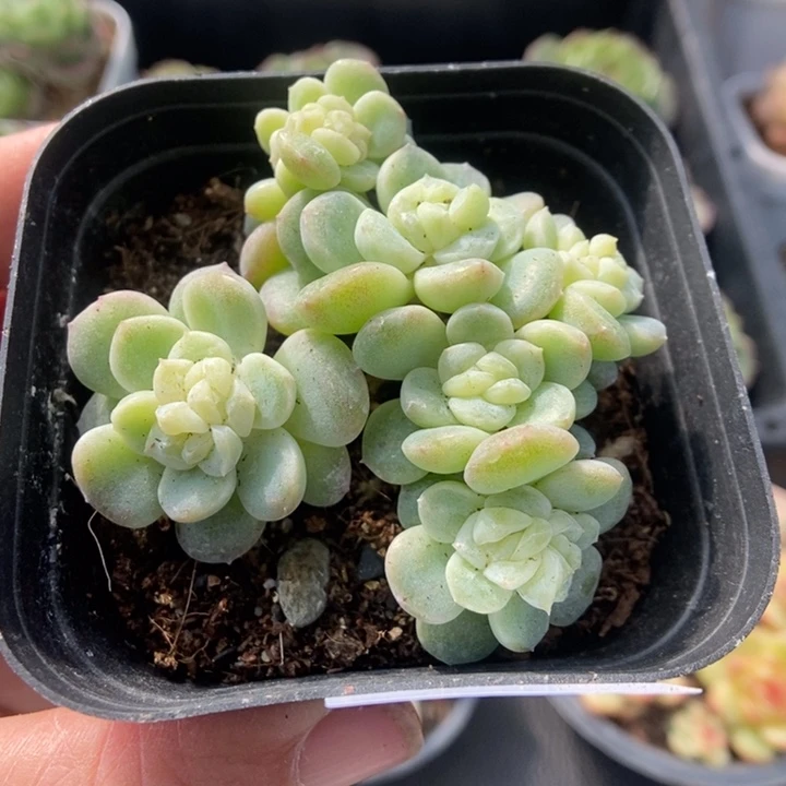 一物一拍一物一拍1116-329