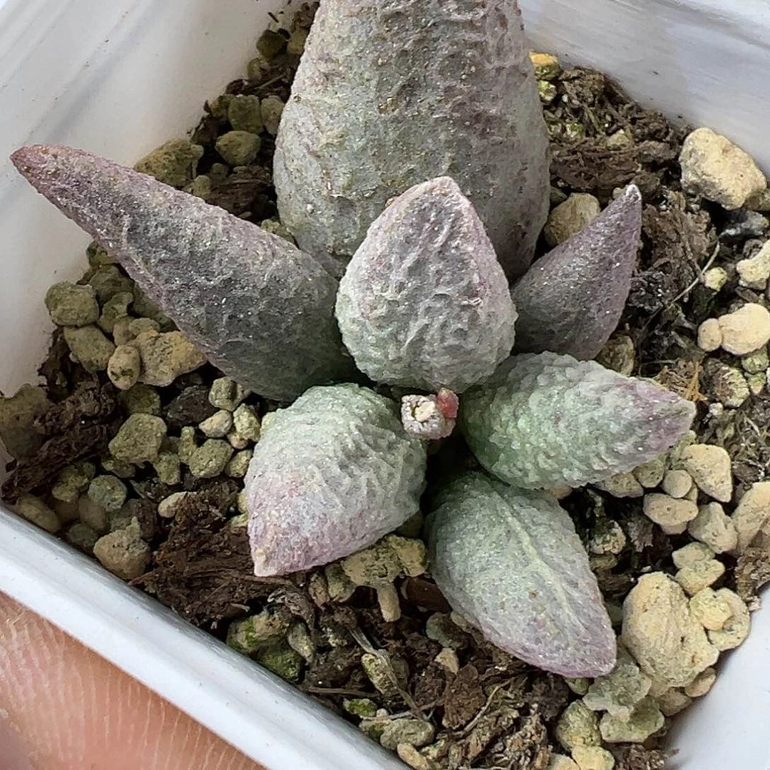 福利款有个疤特价融冰