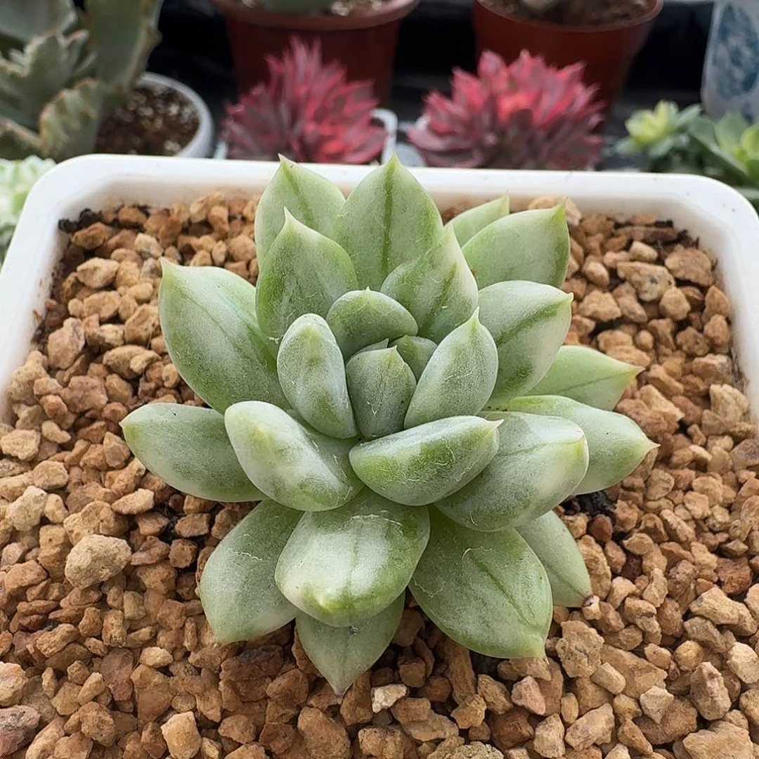 美人杂交拉丝花脸锦