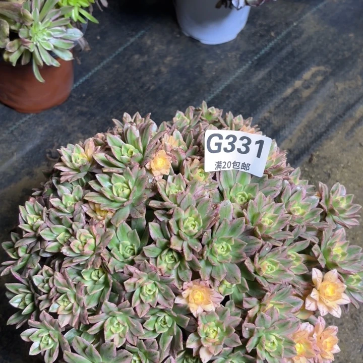 瑞妈多肉园艺331