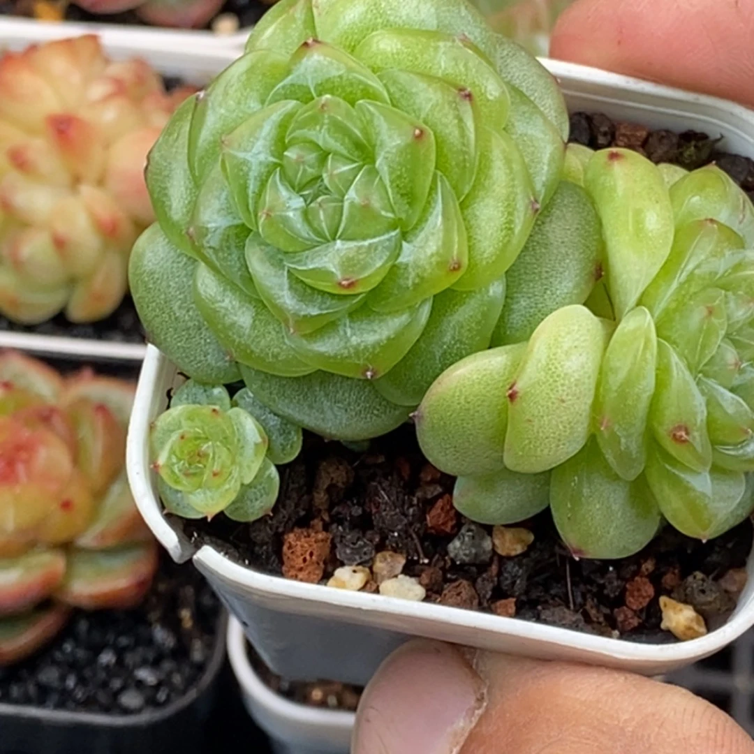 天官赐福百无禁忌