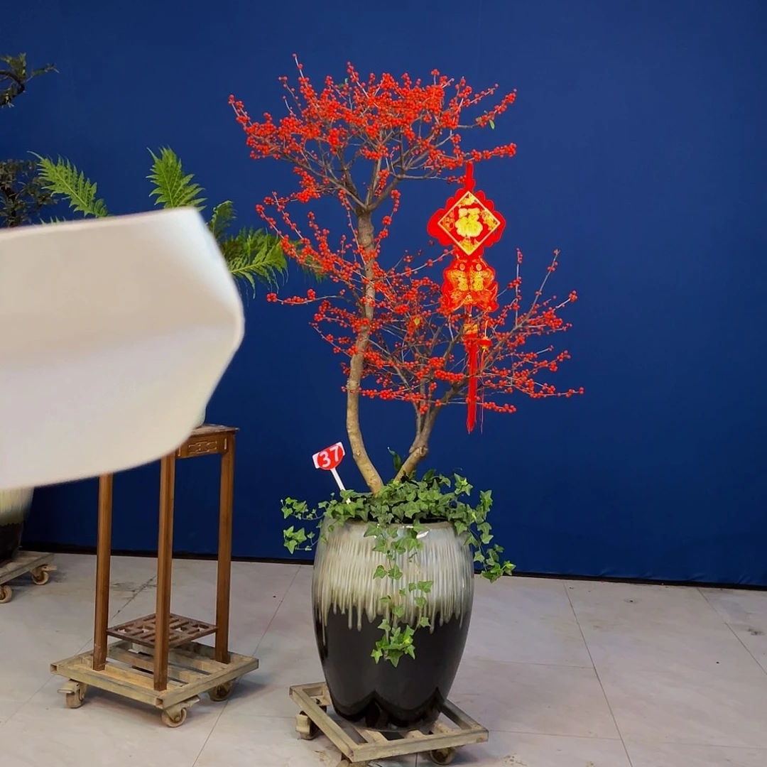 用****11346778999900000