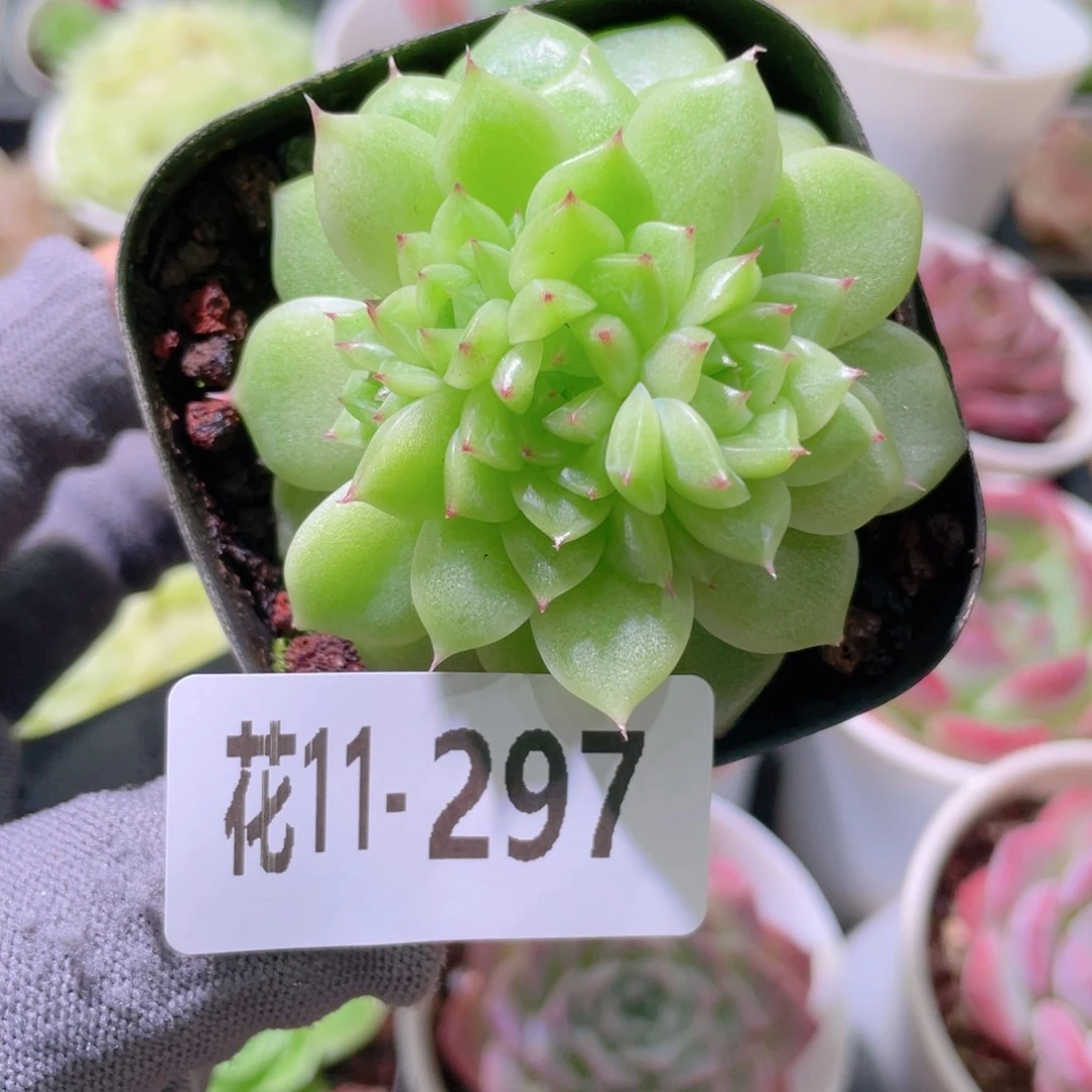 花利美11-297麦秆