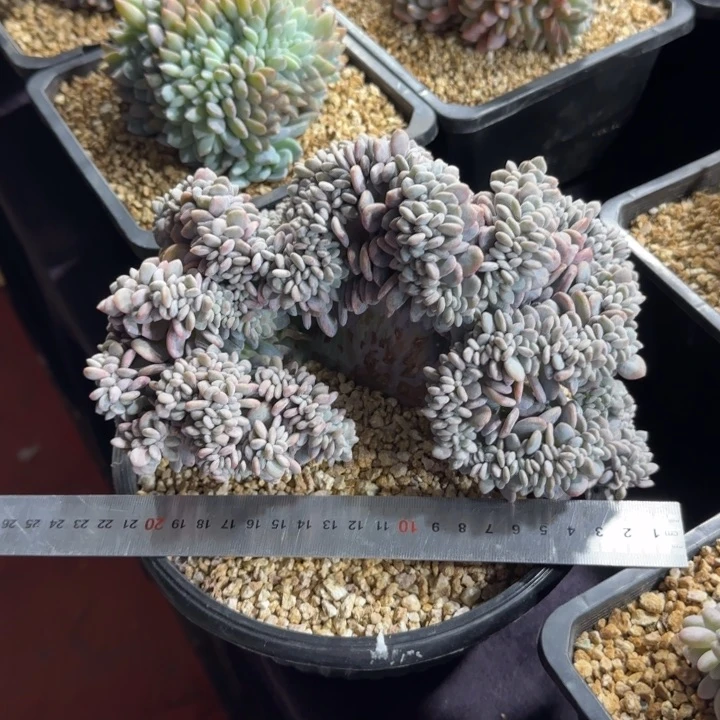 22厘米左右一物一拍的