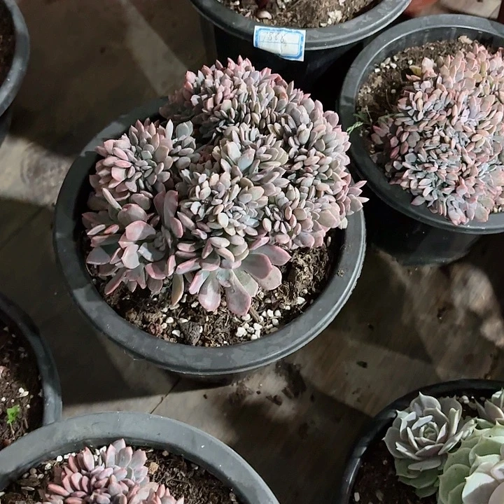 黛比缀化多肉盆栽精品