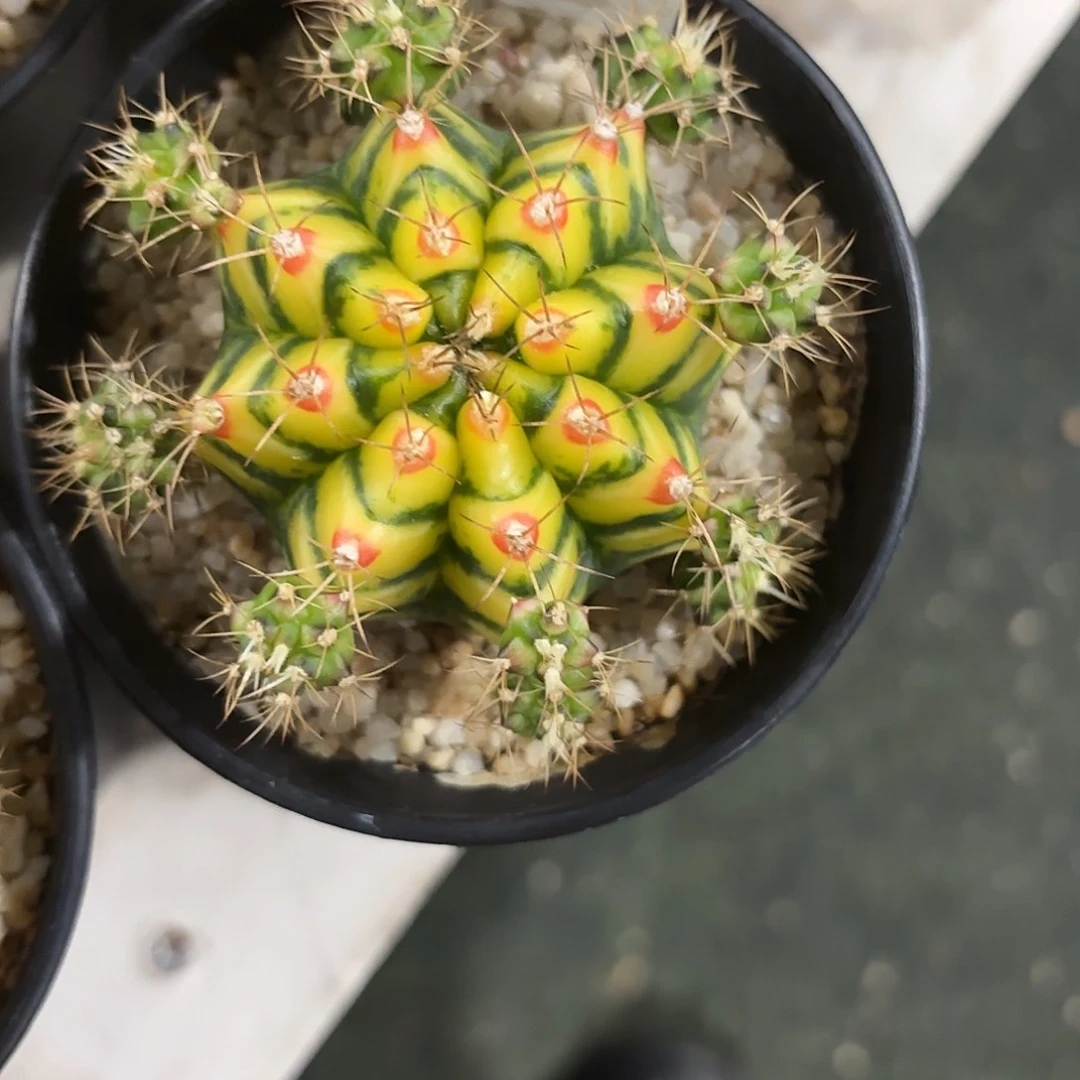 216-0610泰国发货多肉