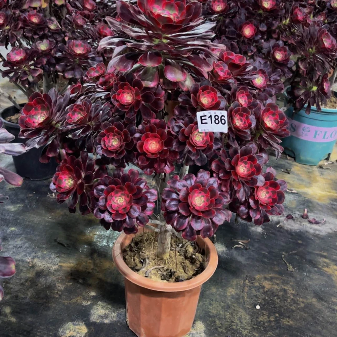 【闪购商品】18600