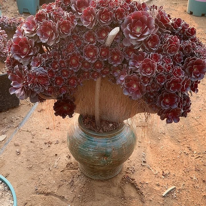 欧朵朵脱土发货啊