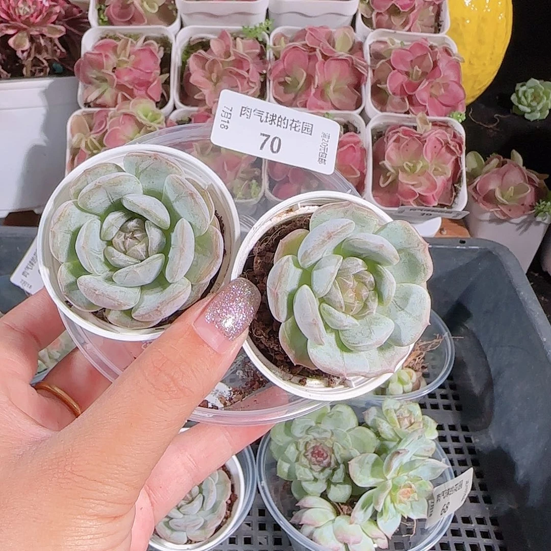 0718---70白恋两颗糖心珍妮