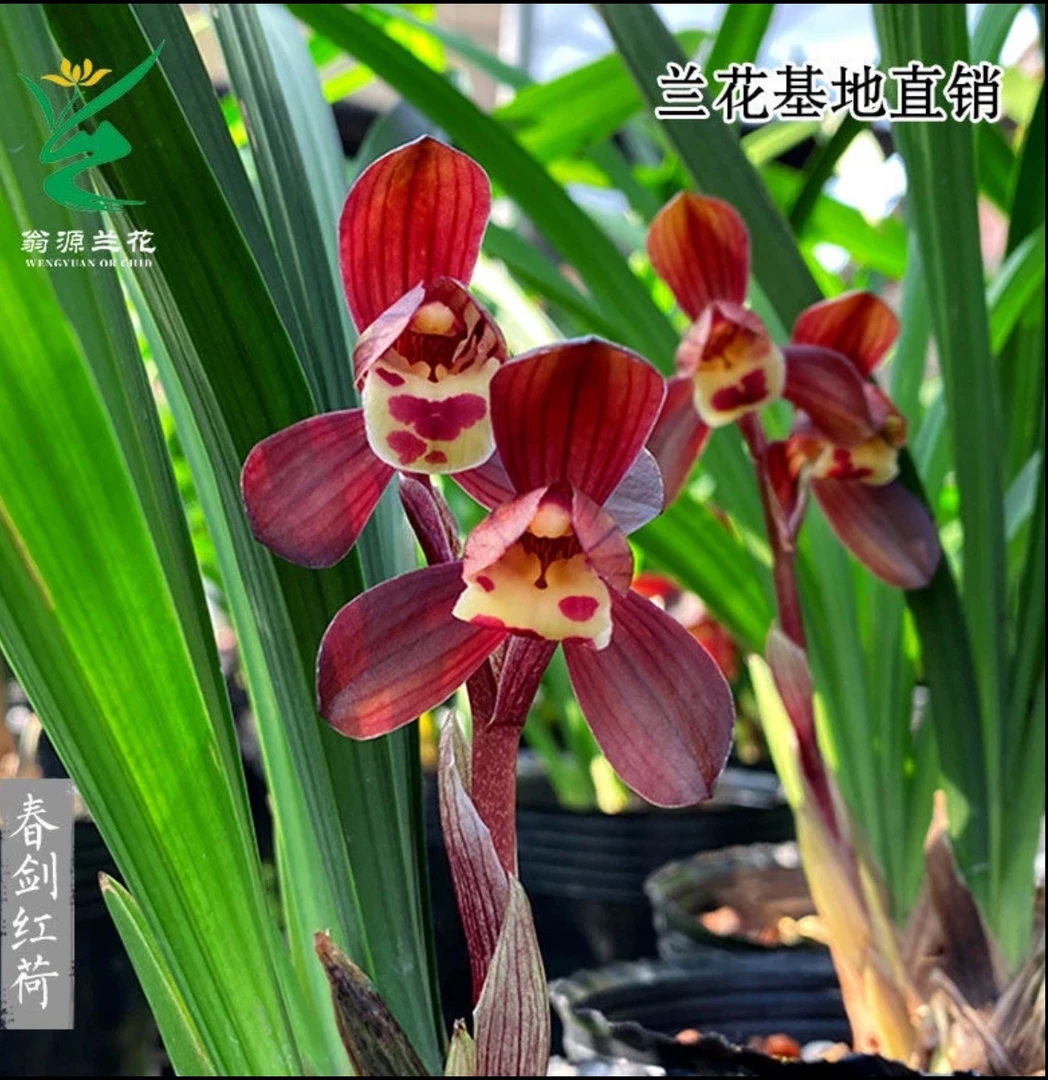 【春剑红荷】荷瓣花代表开花浓香铭品老钟好养绿植花卉