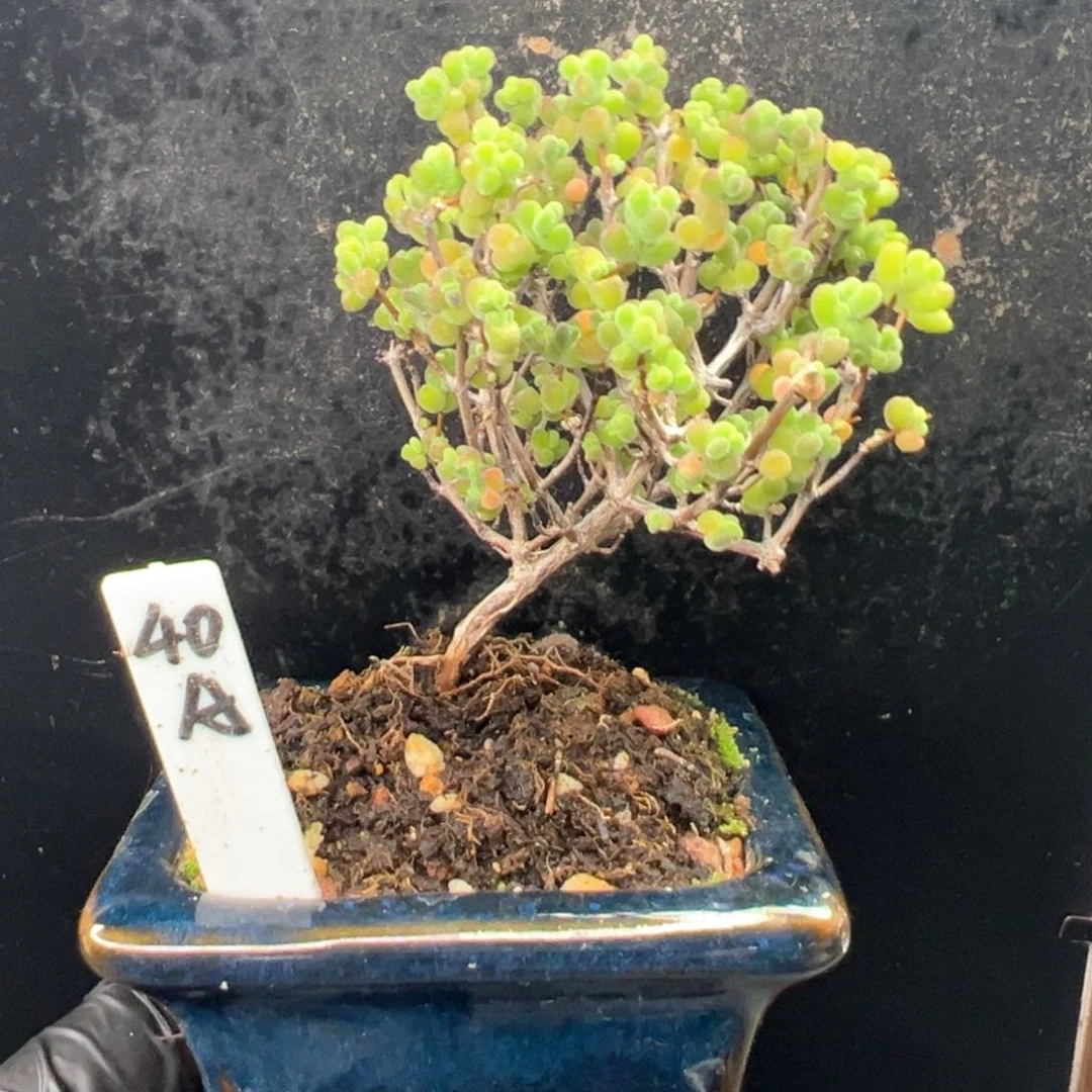 老桩实生莱斯40号