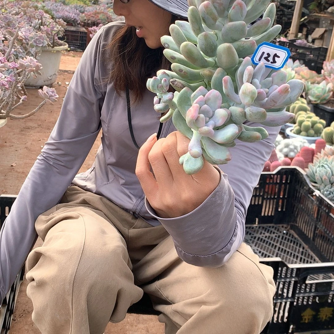 半****125 月美人 一物一拍多肉