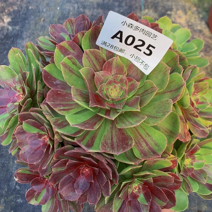 美*025花月夜不包生死