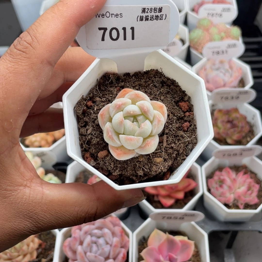 7011白桃汽水4.0厘米