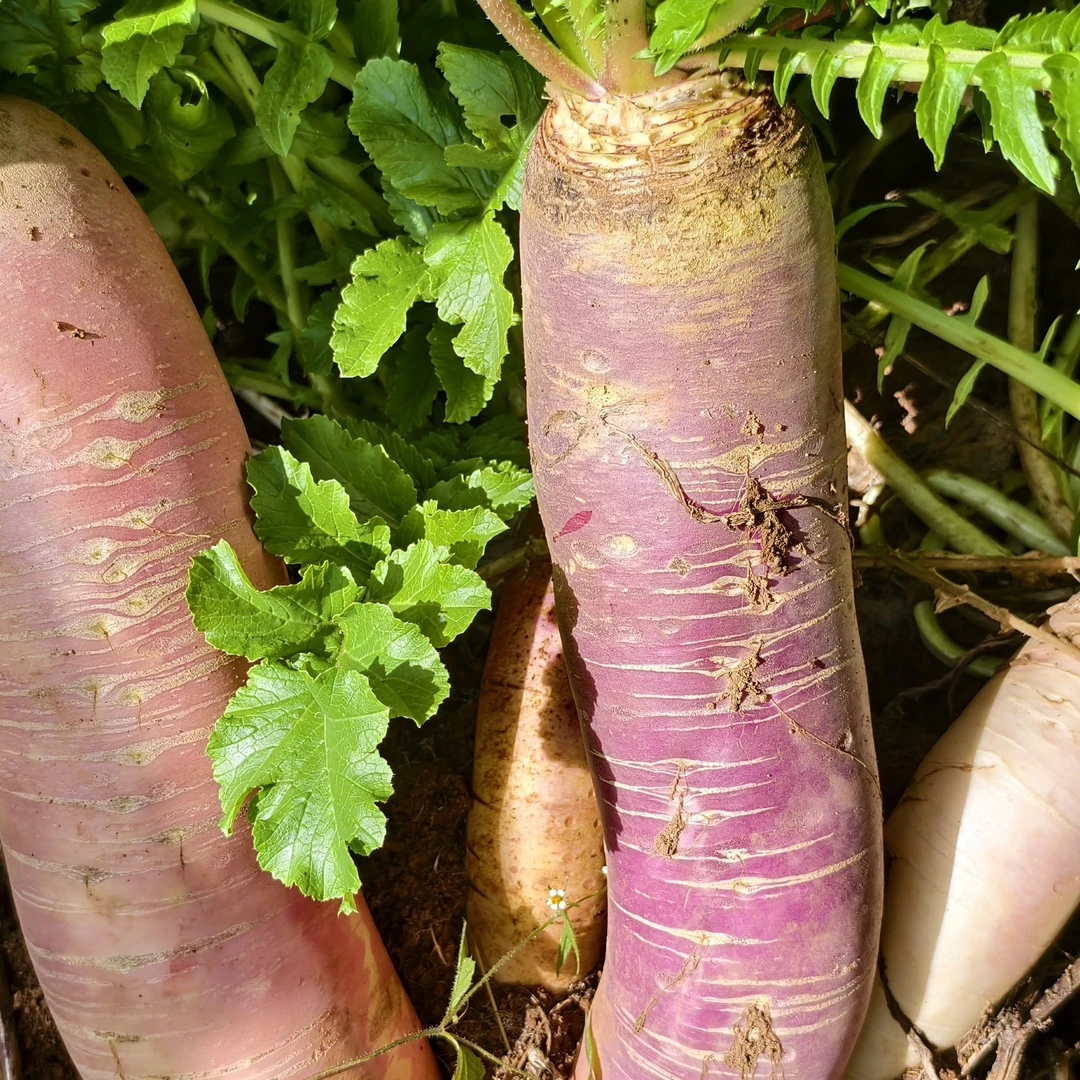 贵州老高山附近农户自种新鲜萝卜红皮萝卜红萝卜红心萝卜