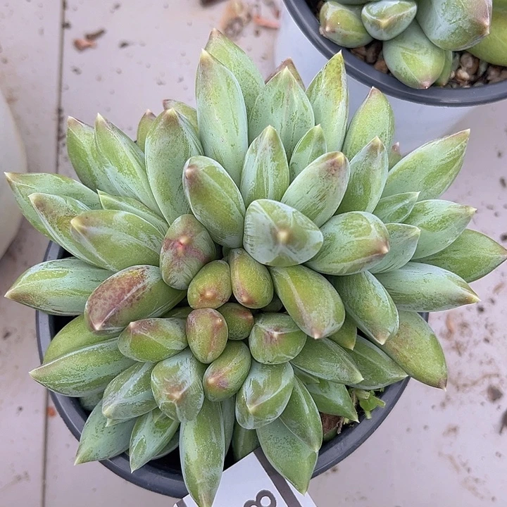 重楼0678多肉植物