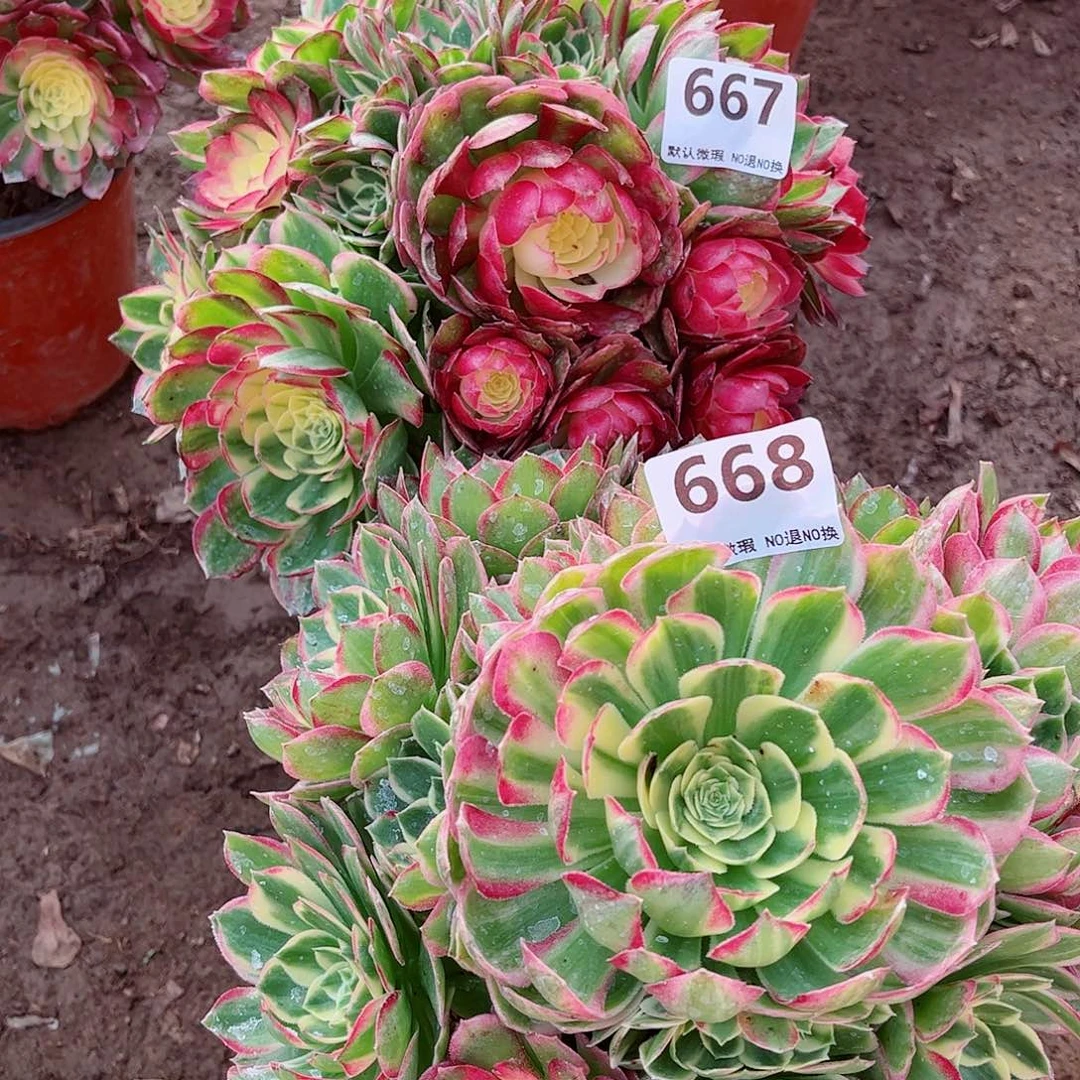 无花朵黑*多肉植物组合667