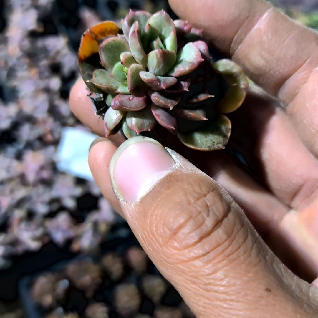 满6元包邮，玫瑰夫人石化锦