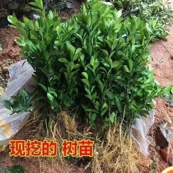 正宗嫁接无籽砂糖橘树苗盆栽地栽南北方种植耐寒丰产橘子果树苗