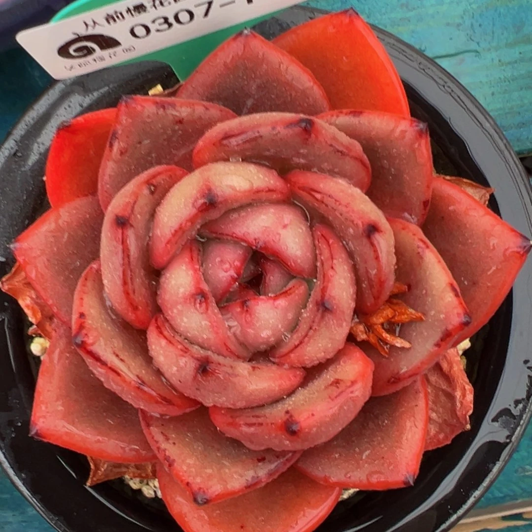 从前慢多肉精选编号0307.18