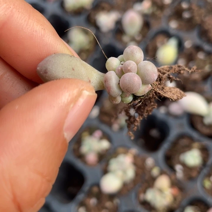 一物一拍满18包邮