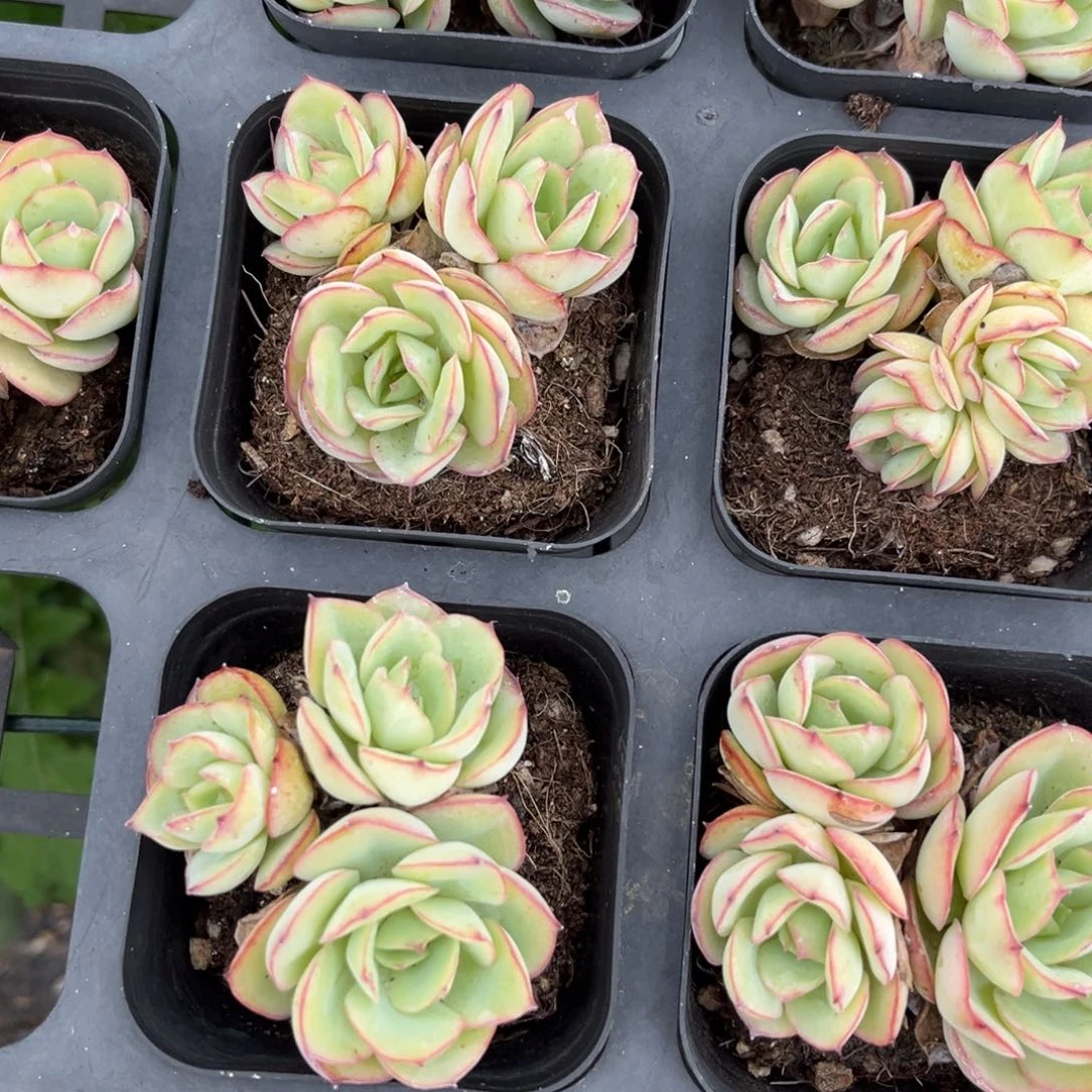 牡丹亭3头一颗量拍多肉满18包邮满26送一颗下午发